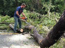 How Our Tree Care Process Works  in  Franconia, VA